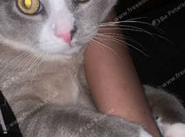 Grey kitten