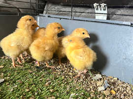 Buff Orpington chicks as hatched