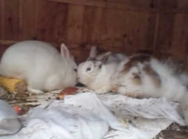 Adorable, cuddly rabbits, white and  1 boy to  go to  a new home. Hey is a 11 weeks old .