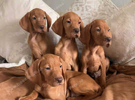 Kc registered Hungarian vizslas