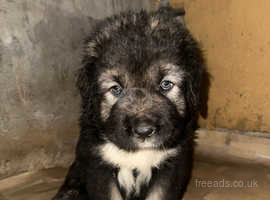 Georgian best sale shepherd puppies