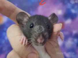 TWO BABY RAT FEMALES FOR SALE APRIL 13TH
