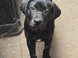 One pup for sale