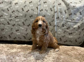 Stunning F1 cockapoo girl puppy's READY TO LEAVE 29/04