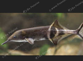 Elephant nose fish
