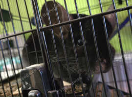 Beautiful Black chinchilla Female for sale