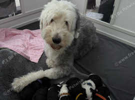 Sheepadoodle puppies 2 black girls and 1 black boy remaining