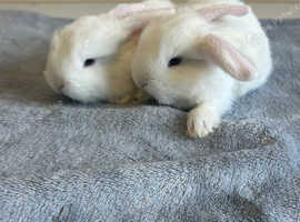 French lop bunnies