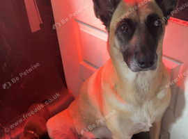 Malinois/Malinois cross