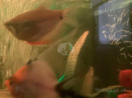 Gouramis group one gold 2 Pearl laced