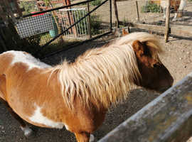 Shetland Ponies
