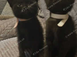 2 bombay kittens for sale