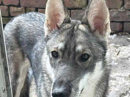Alaskan husky