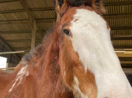 Two year old fully registered Clydesdale Gelding