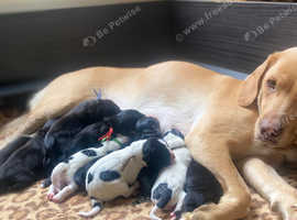 STUNNING SPRINGADOR PUPPIES