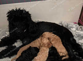 Stunning Toy Poodle Puppys