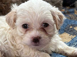 Jaffa hypoallergenic