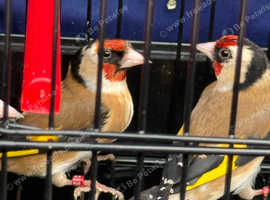 Parva goldfinches