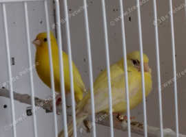 Canaries raza spanish