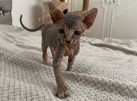 Adorable Sphynx Kittens for Sale - Ready for Their Forever Homes!