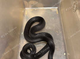 Mexican black king snake