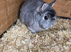 Free Proven Bonded Chinchilla Pair V Gd Type in Luton on Freeads ...