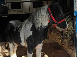 Filly foal