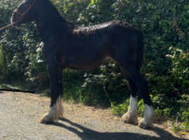 Registered yearling shire filly
