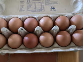 Eggs from grass fed chickens 6 for £1.50 or 12 eggs £3