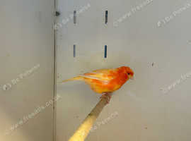 Cock Red Factor