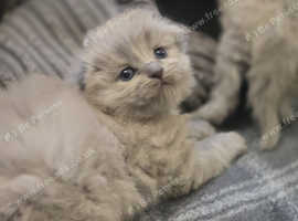 Stunning blue Scottish fold boys