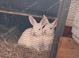 Adorable White Bunny Bonded Pair for Loving Home!