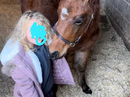 Registered New Forest Colt