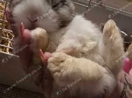 Baby lops for sale