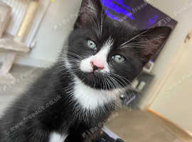 MALE KITTEN READY TO LEAVE NOW