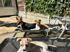 Half chihuahua half jack Russell