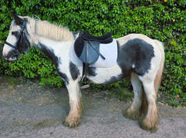 13.2 bombproof cob
