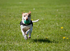 Field To Rent For Dog Training/ Daycare