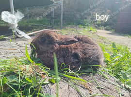 Rex baby rabbit all