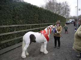 11.3 mini cob 5 yrs gelding