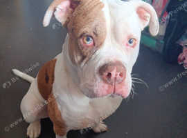 11 months old male