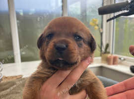 Rottweiler mix presa canario