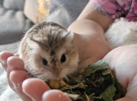 Draft hamster with full set up