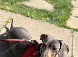 Miniature dachshund blue and tan Boy 2 1/2 years old