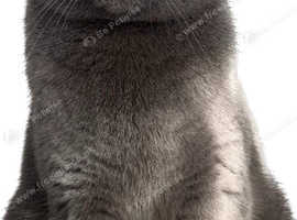 Cat rehome, as I'm allergic to her and my health is in danger