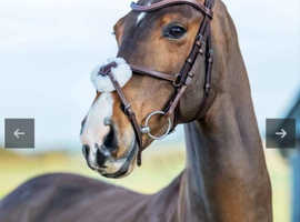 Lemieux Arika Grackle Bridle. New