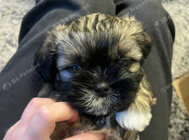 2 stunning pups left