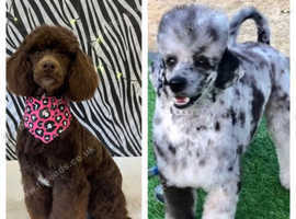 (Reduced) 6 rainbow litter miniature poodles ready to go