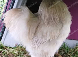 Various Silkies