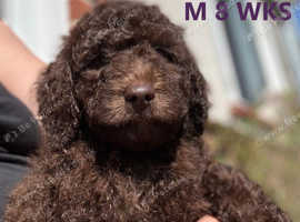 Quality Labradoodle Pups Ready Now
